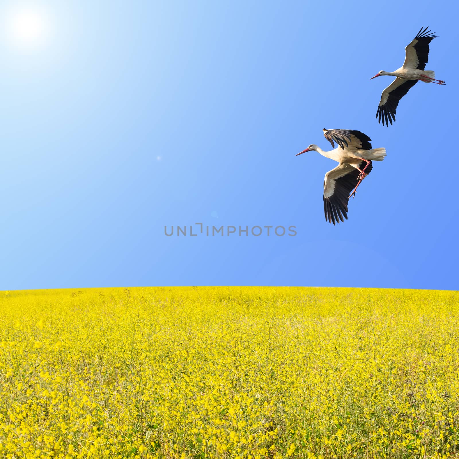 Storks couple flying over the yellow spring flowering meadow against clear blue sky