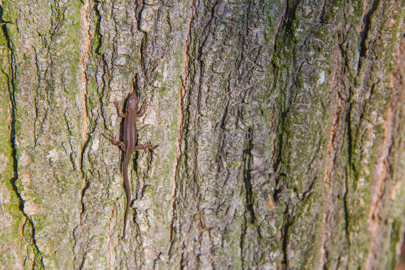 small lizard in the tree