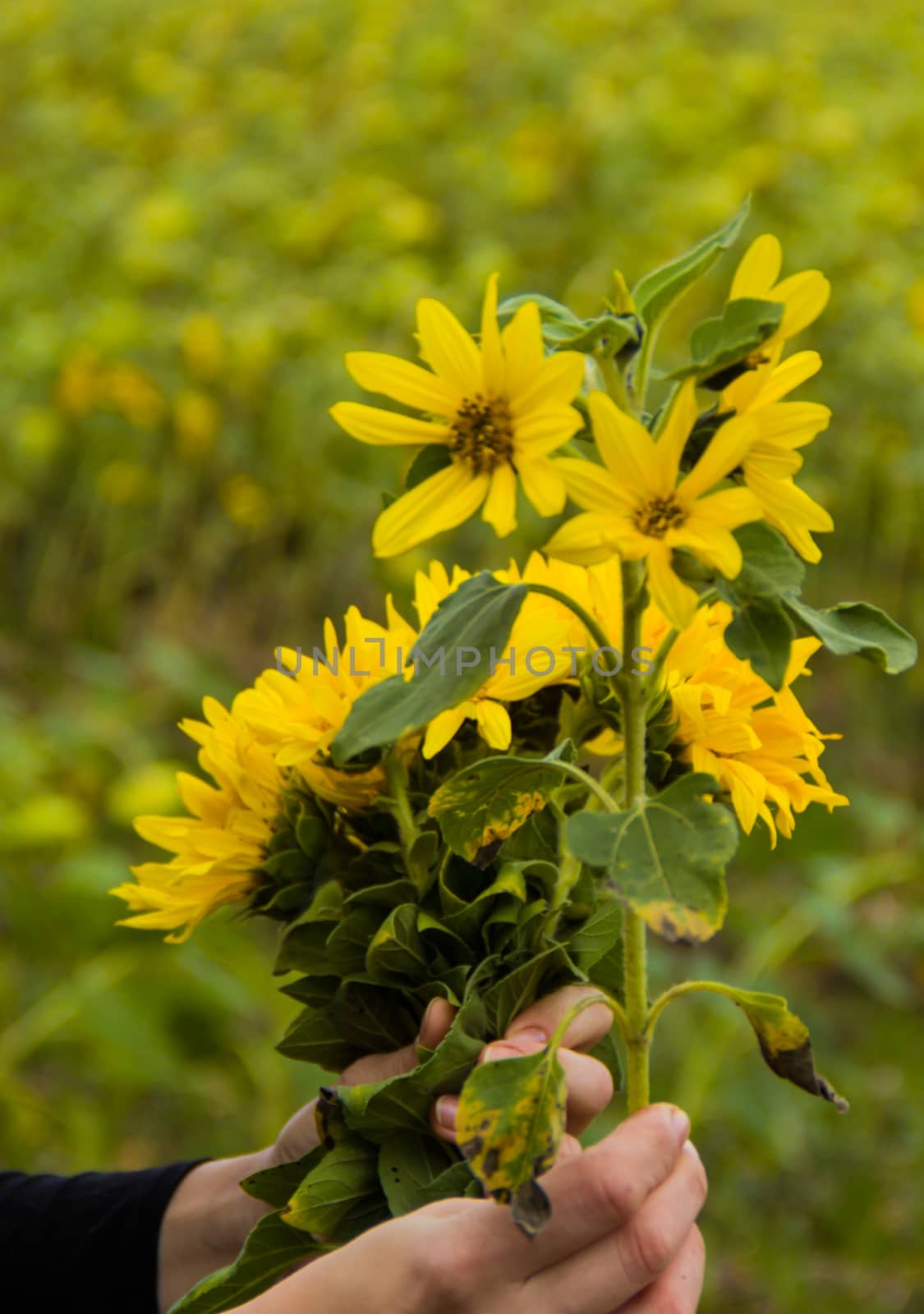 sunflower in the hands