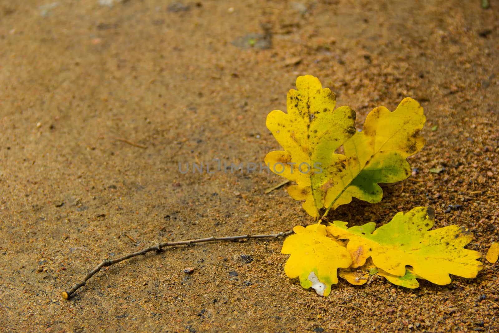 yellow oak leaf on the path in park