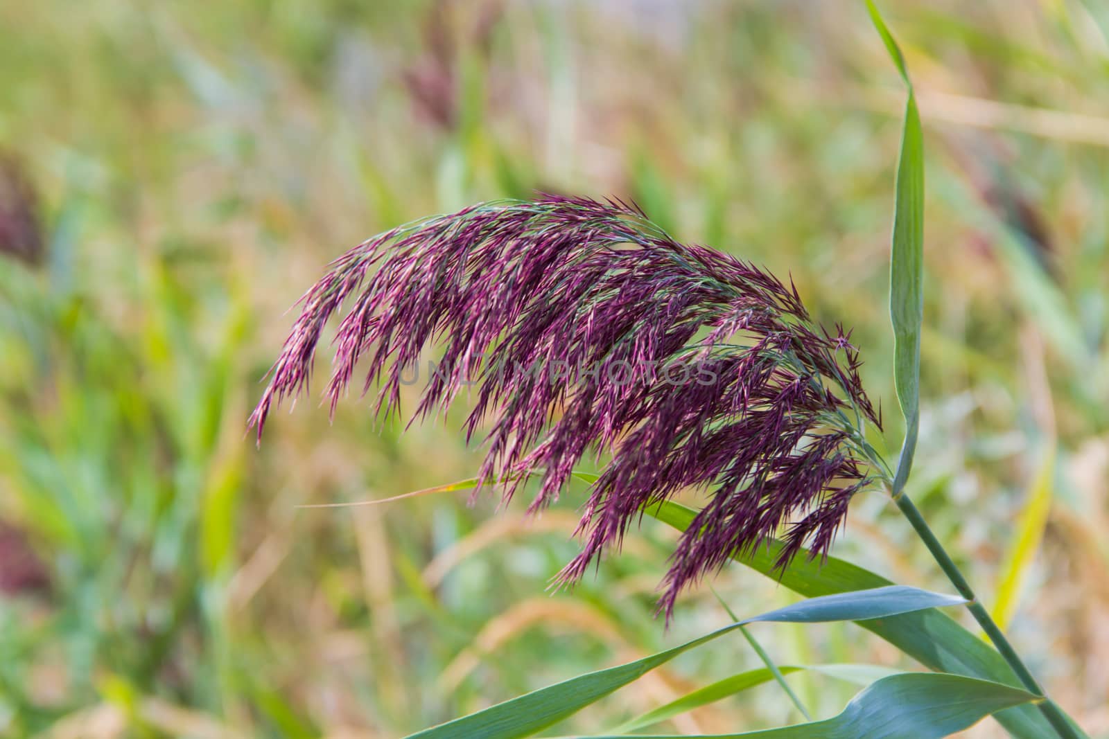 sedge in the green background