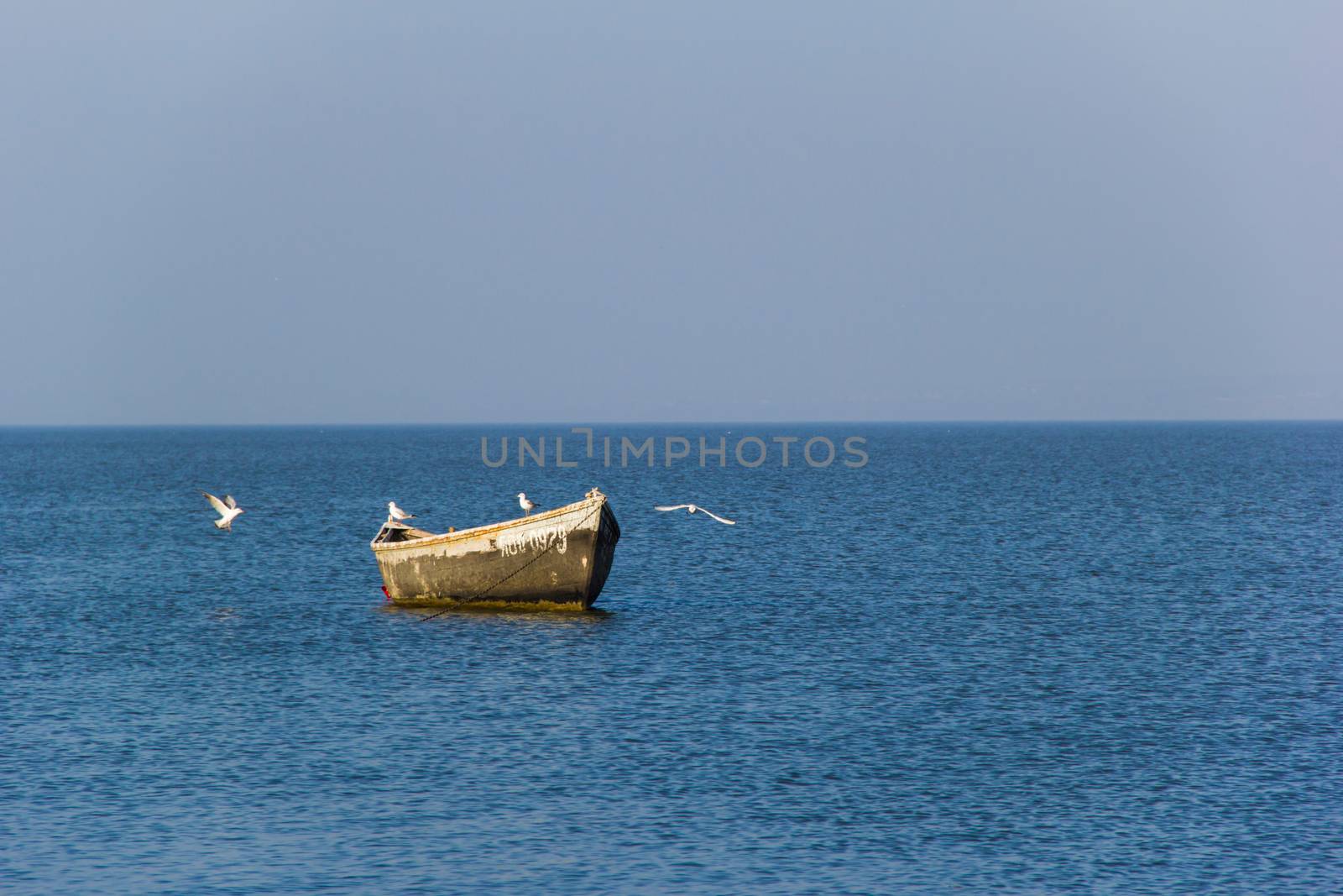 many  seagulls on the old boat