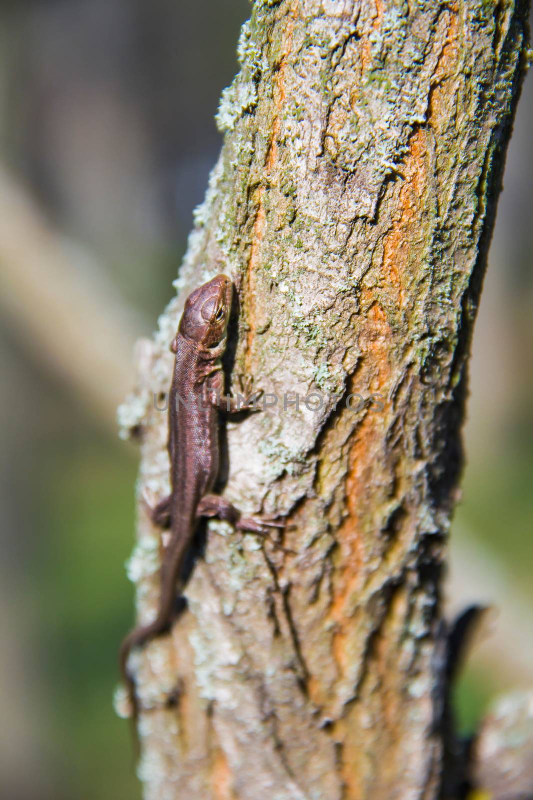 small lizard in the tree
