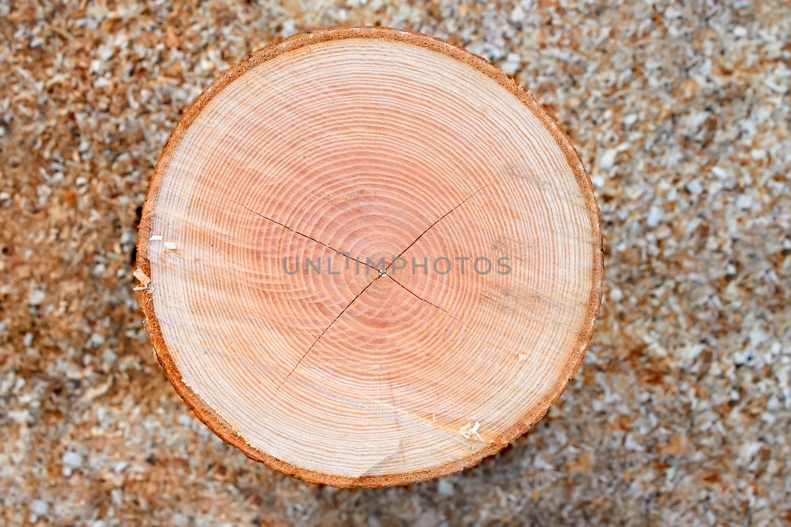 Firewood cutting log close up over sawdust background 