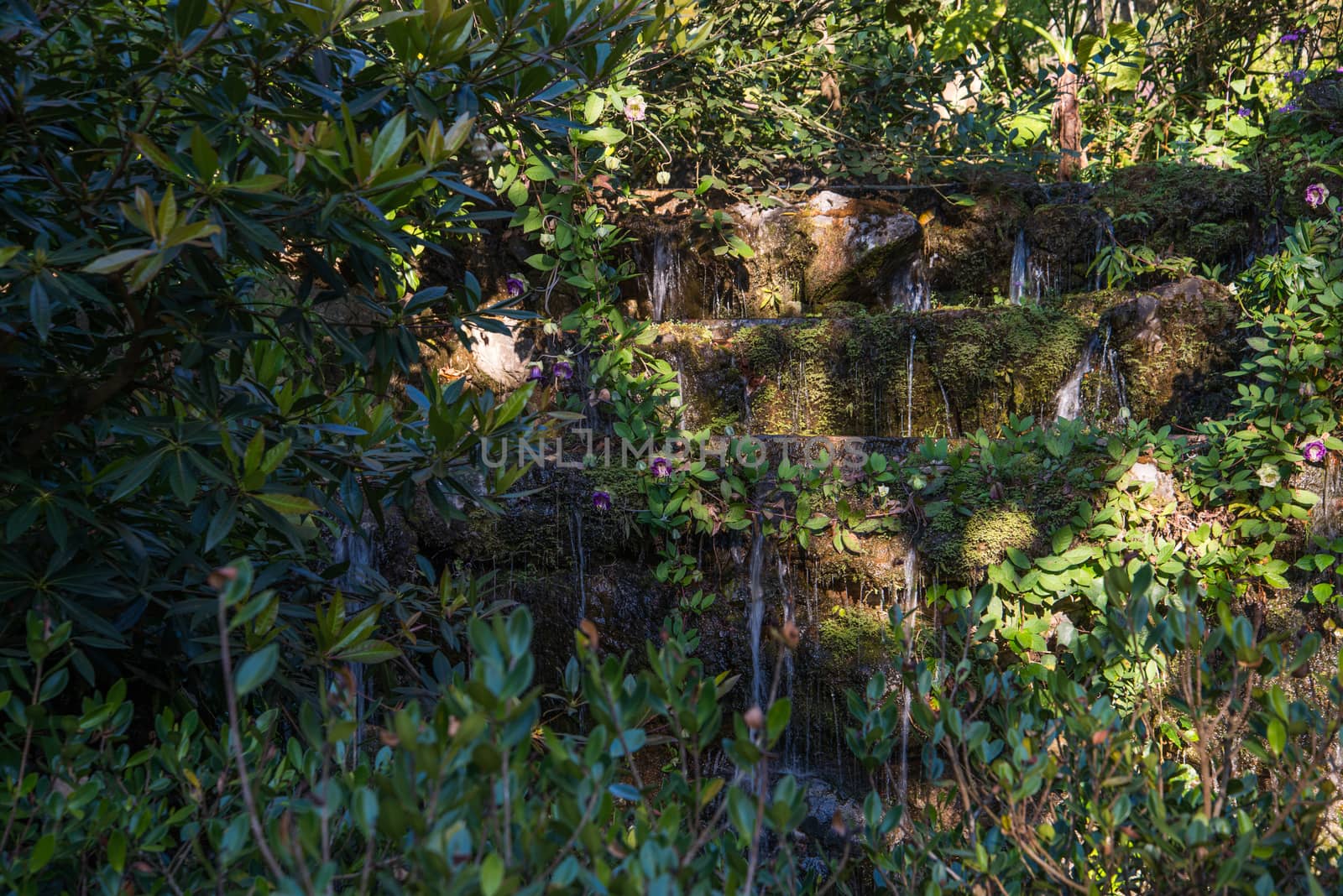 lttle mini waterfalls through a tree