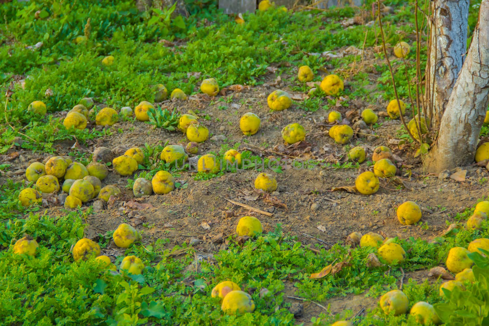 harvest quince on the  land