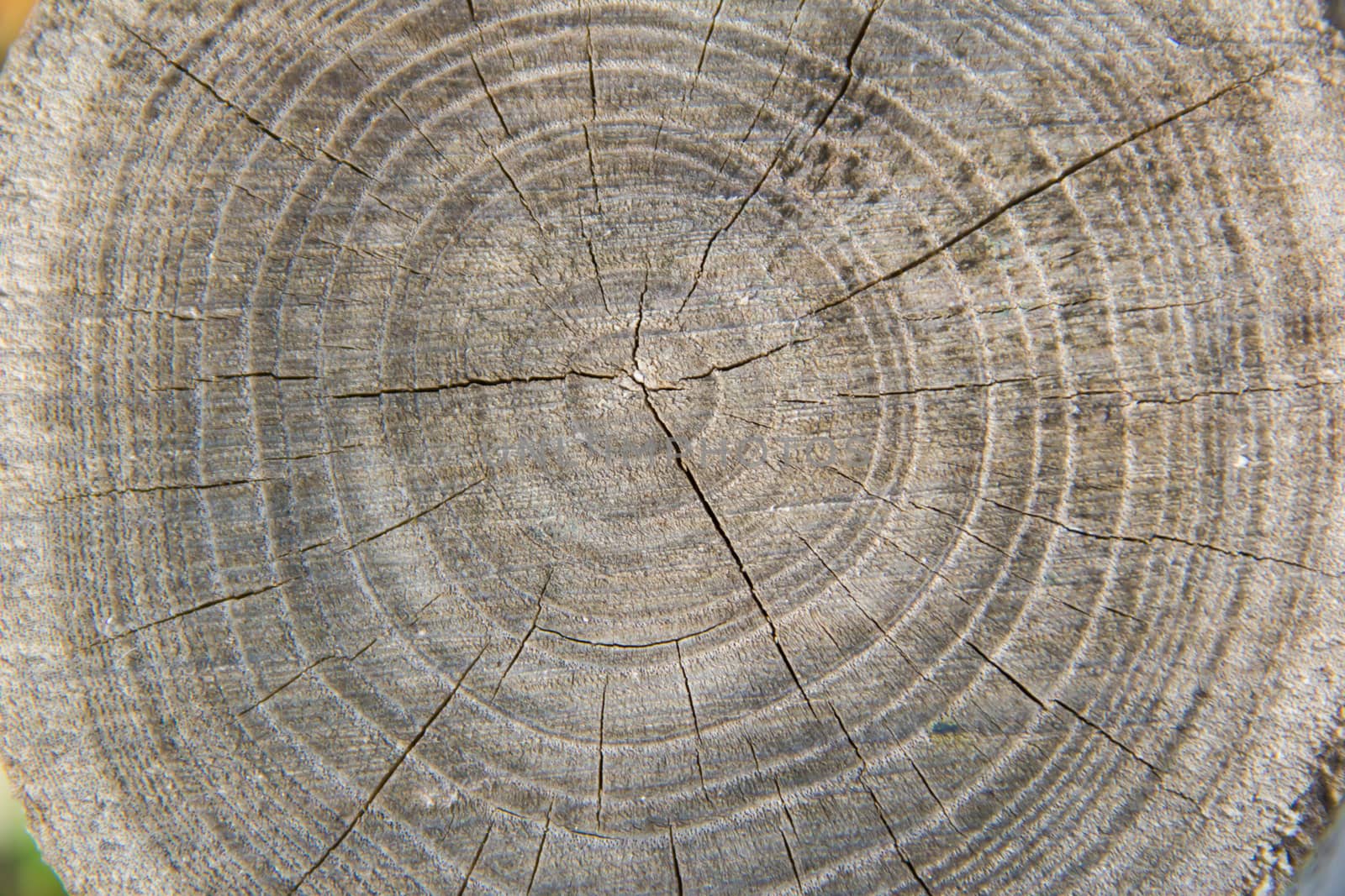 stump background in a gray