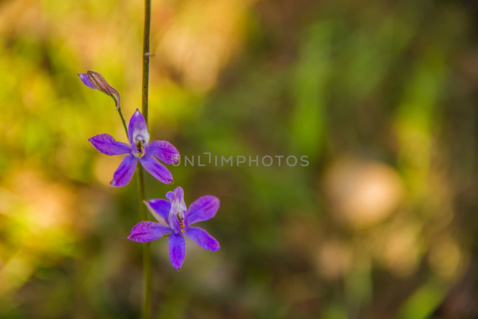 flowers on the green background