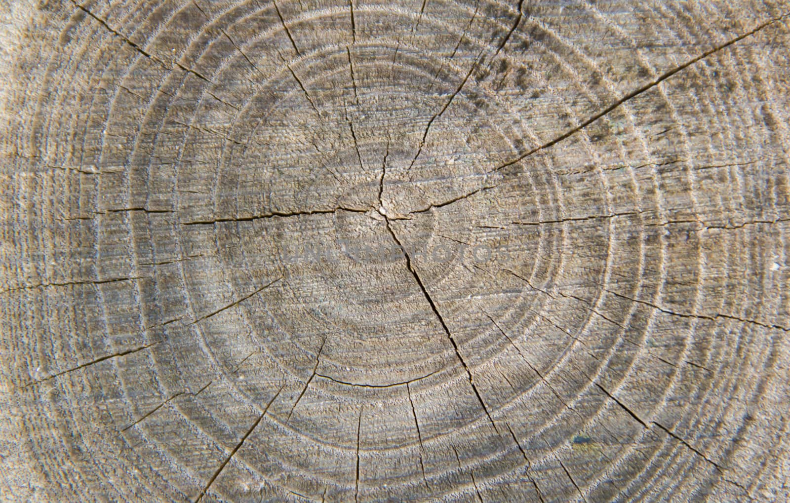 stump background in a gray