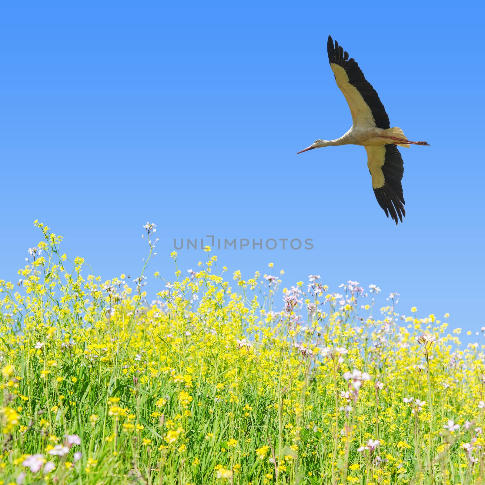 White stork flying in clear blue sky over the spring flowering field herbs with copy-space