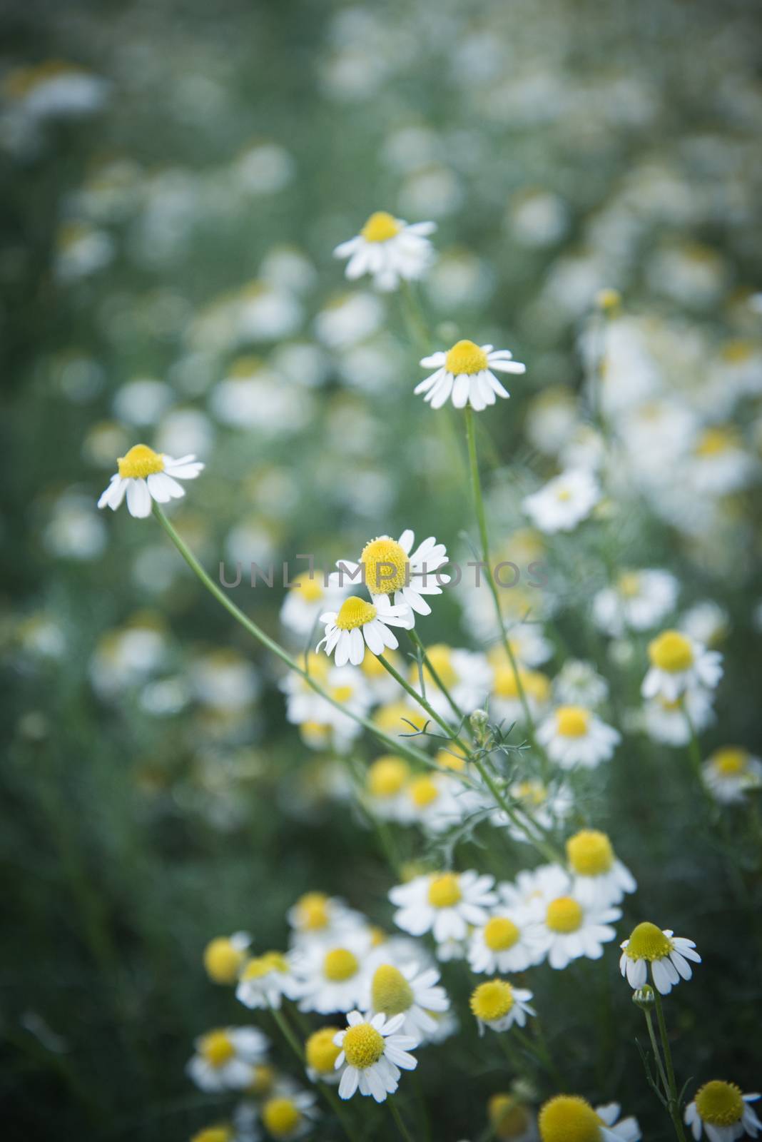 An image of a beautiful daisy flowers  Filtered Images