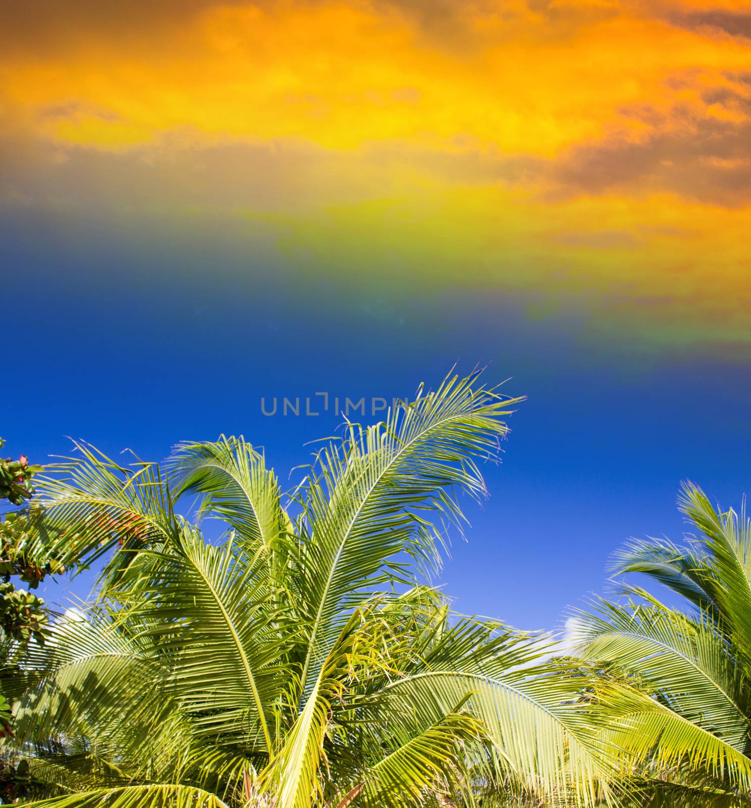 Sunset sky over palm trees. Tropical landscape.