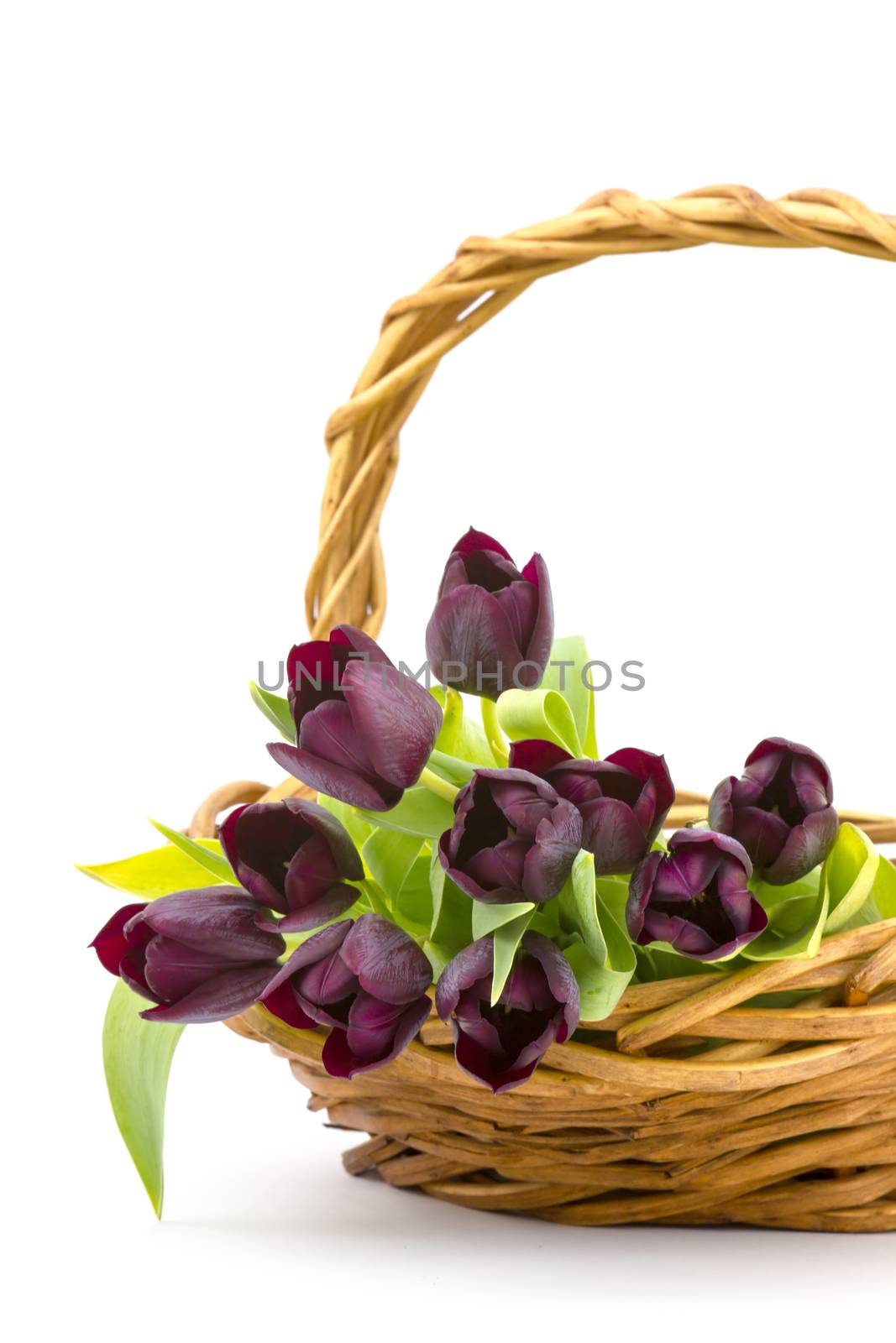 purple tulips in a basket by miradrozdowski