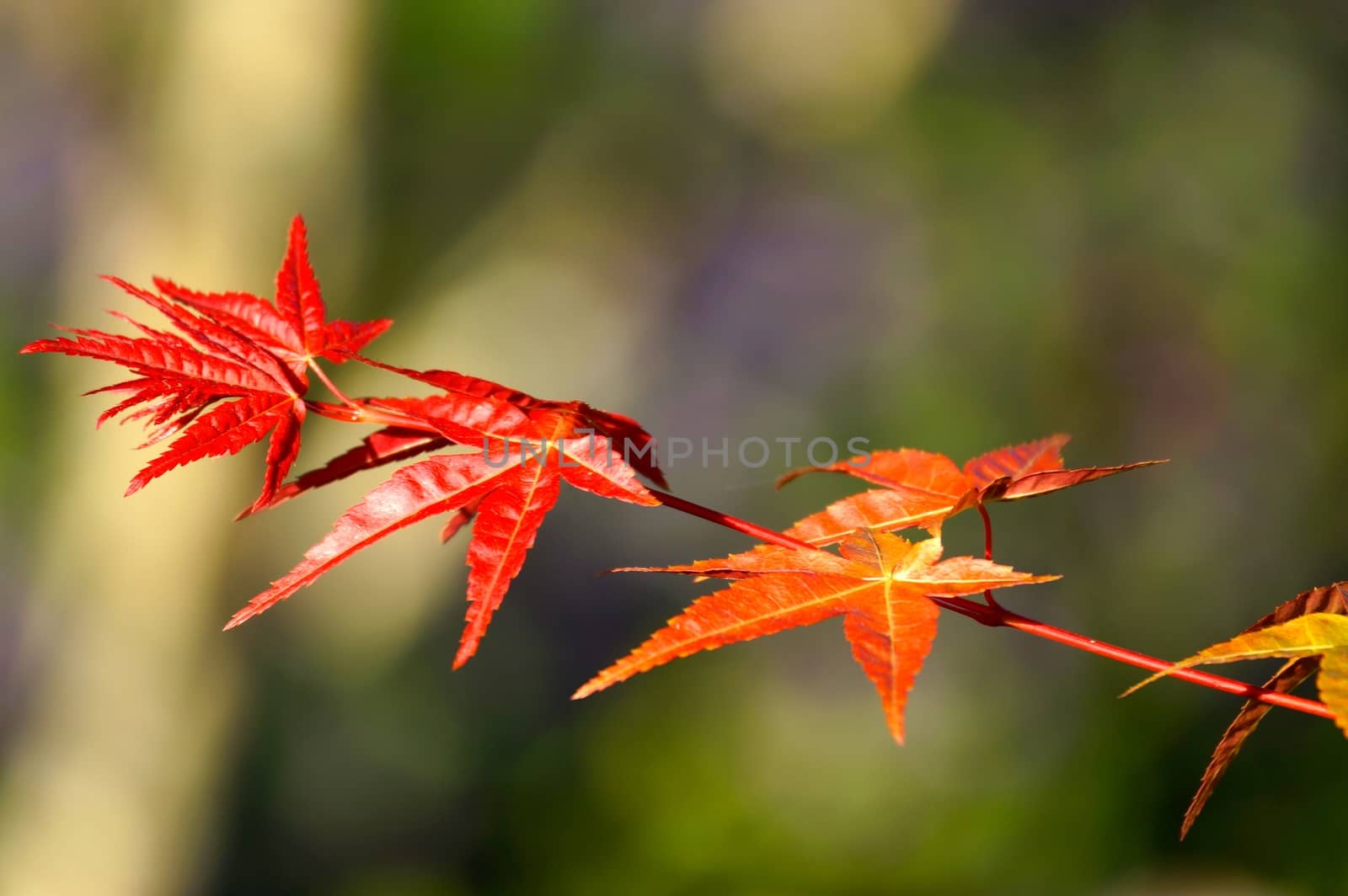 three red maple leaves by nattapatt