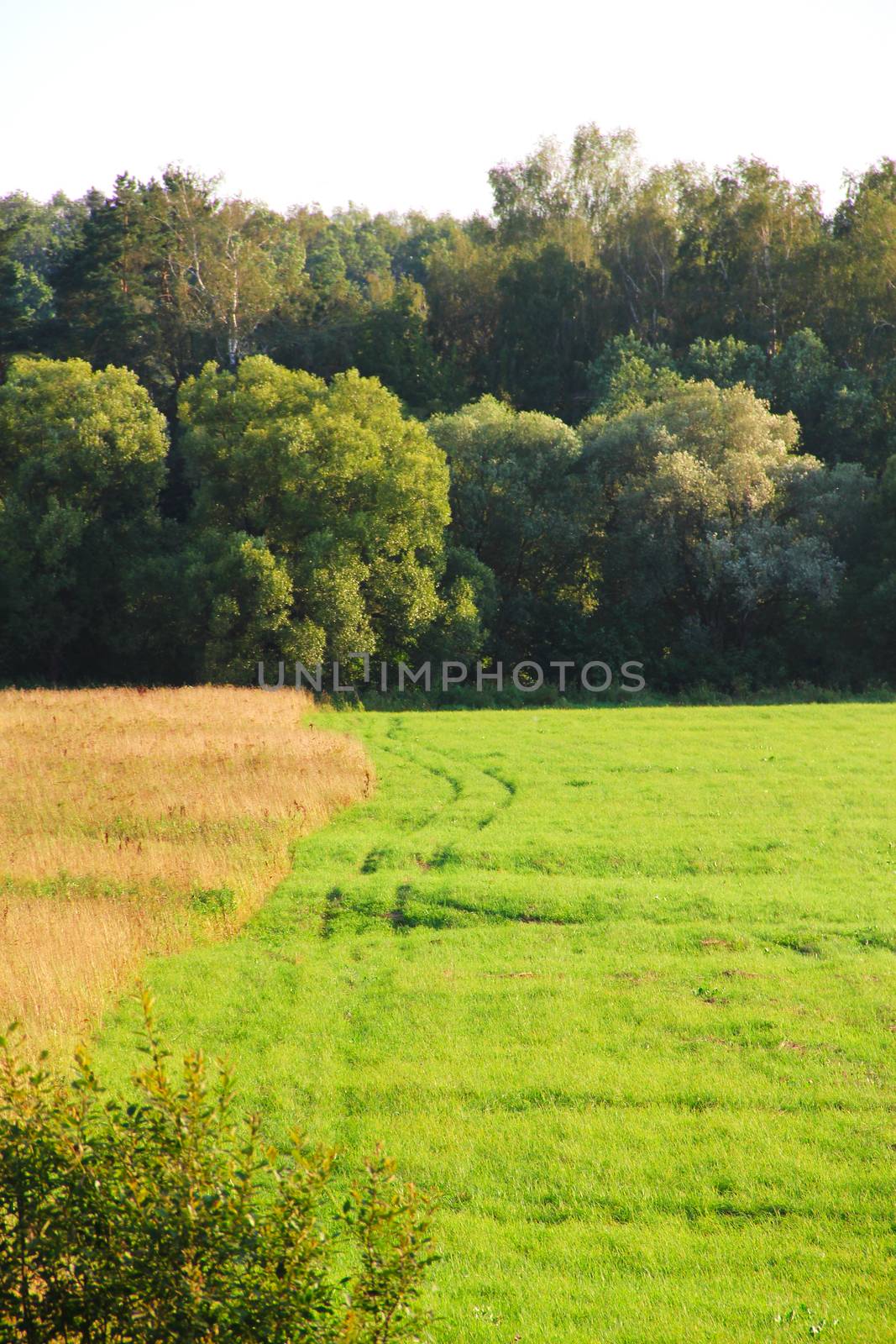 Green field and agriculture with forest landscape
