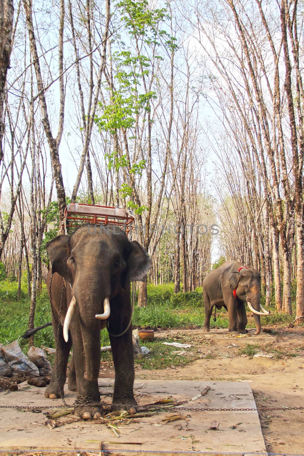 Elephants on rubber tree plantation by destillat
