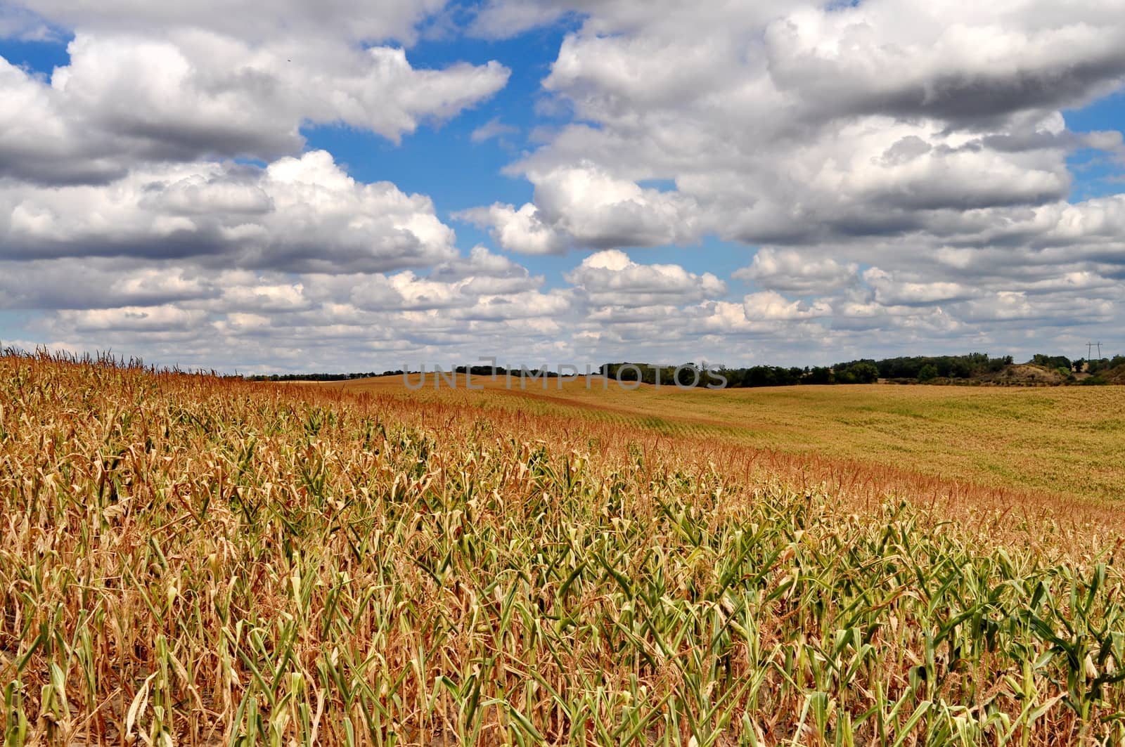 Corn field by anderm