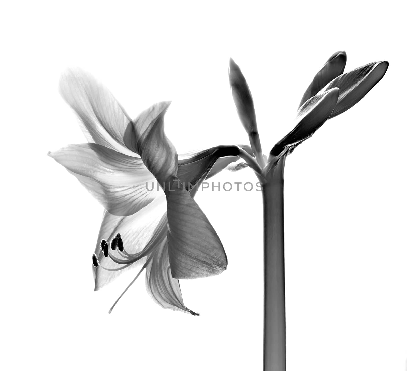 Amarilis flower in black and white