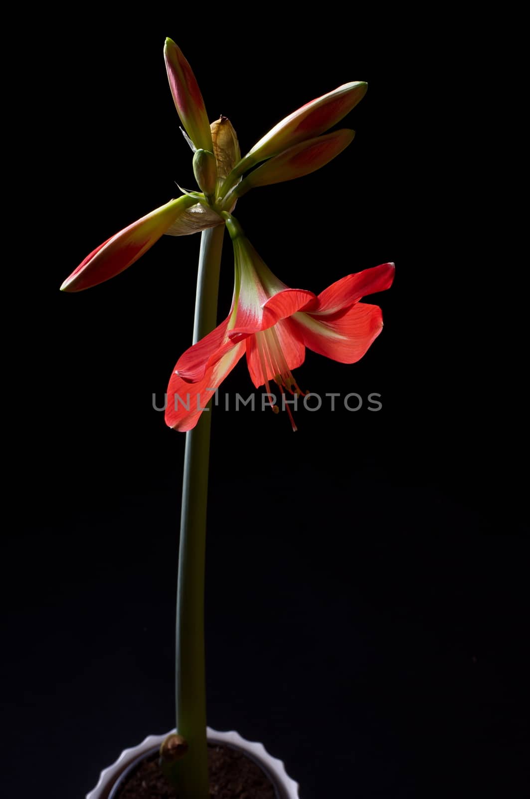 Red amarilis flower