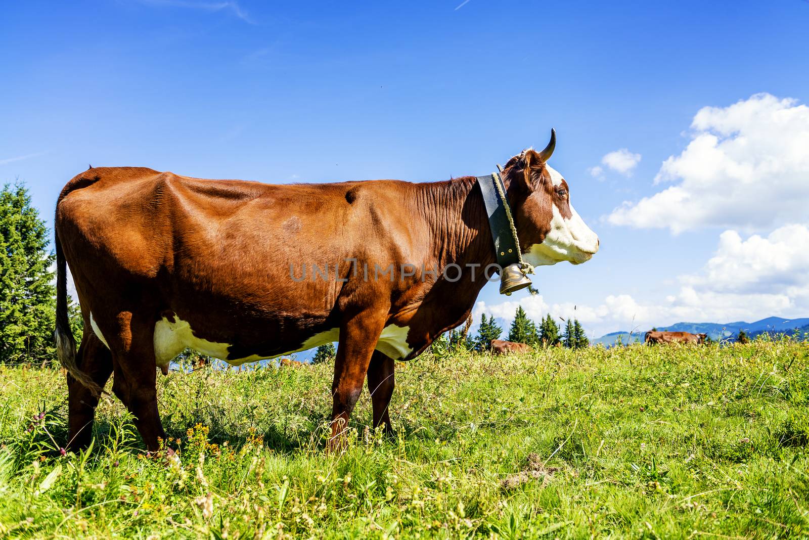 Cow, farm animal in the french alps, Abondance race cow, savy, beaufort sur Doron