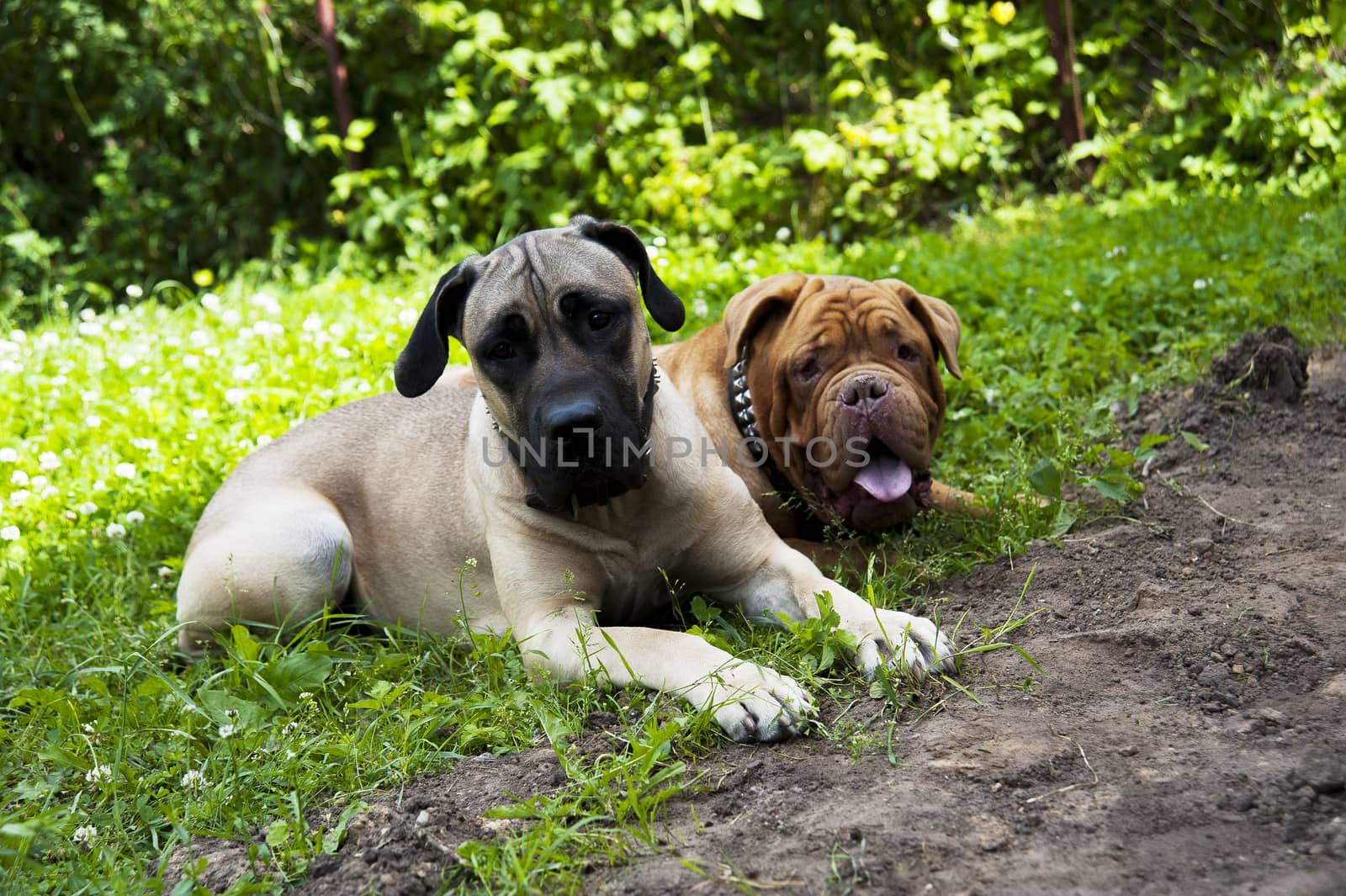 two dogs lie on the green grass in summer