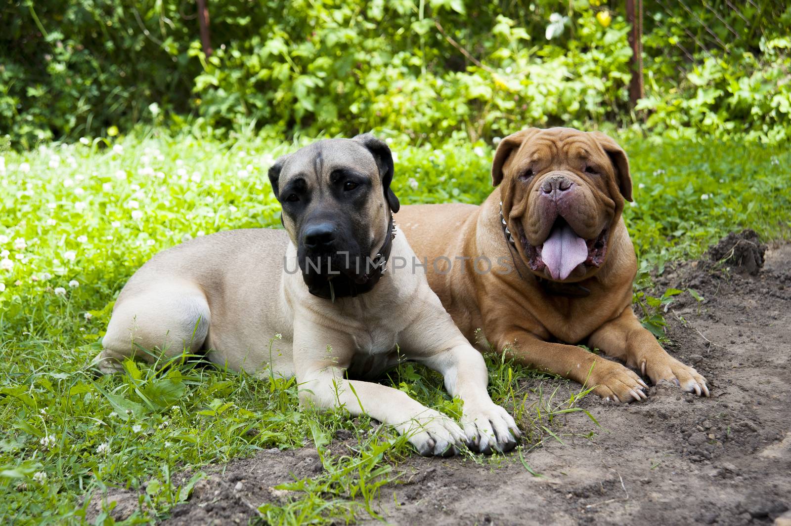 two dogs lie on the green grass in summer