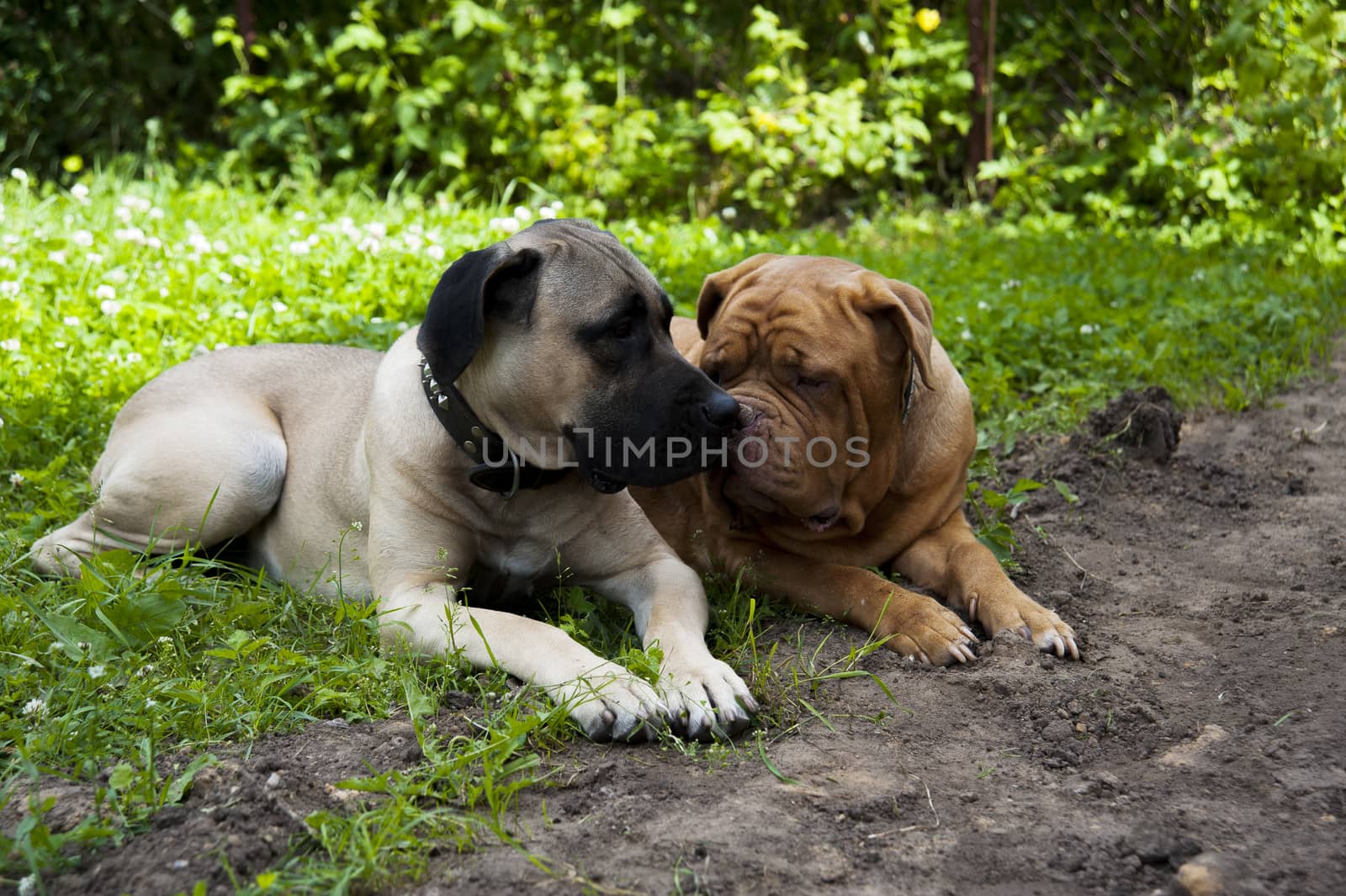 two dogs lie on the green grass in summer