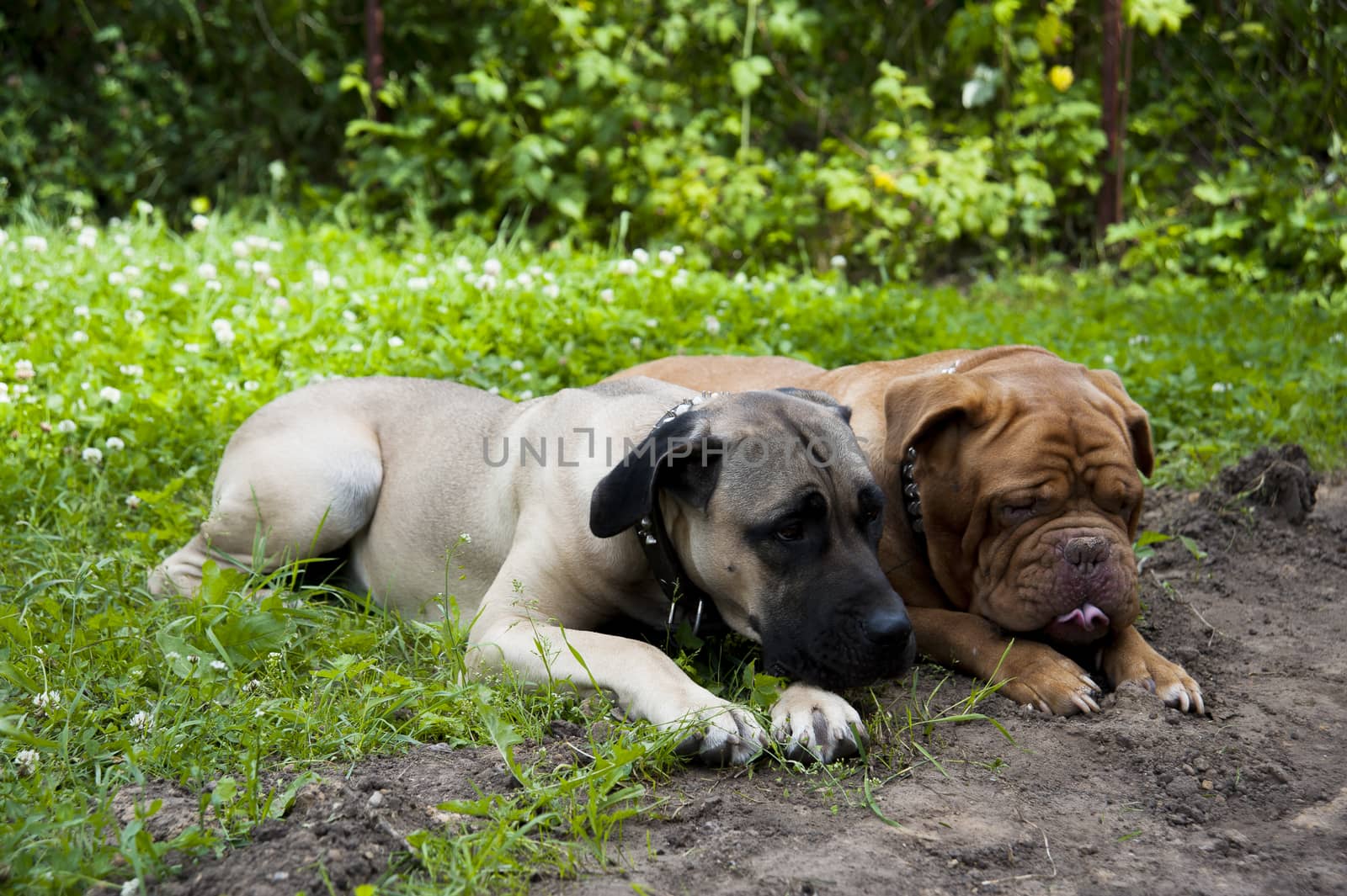 two dogs lie on the green grass in summer