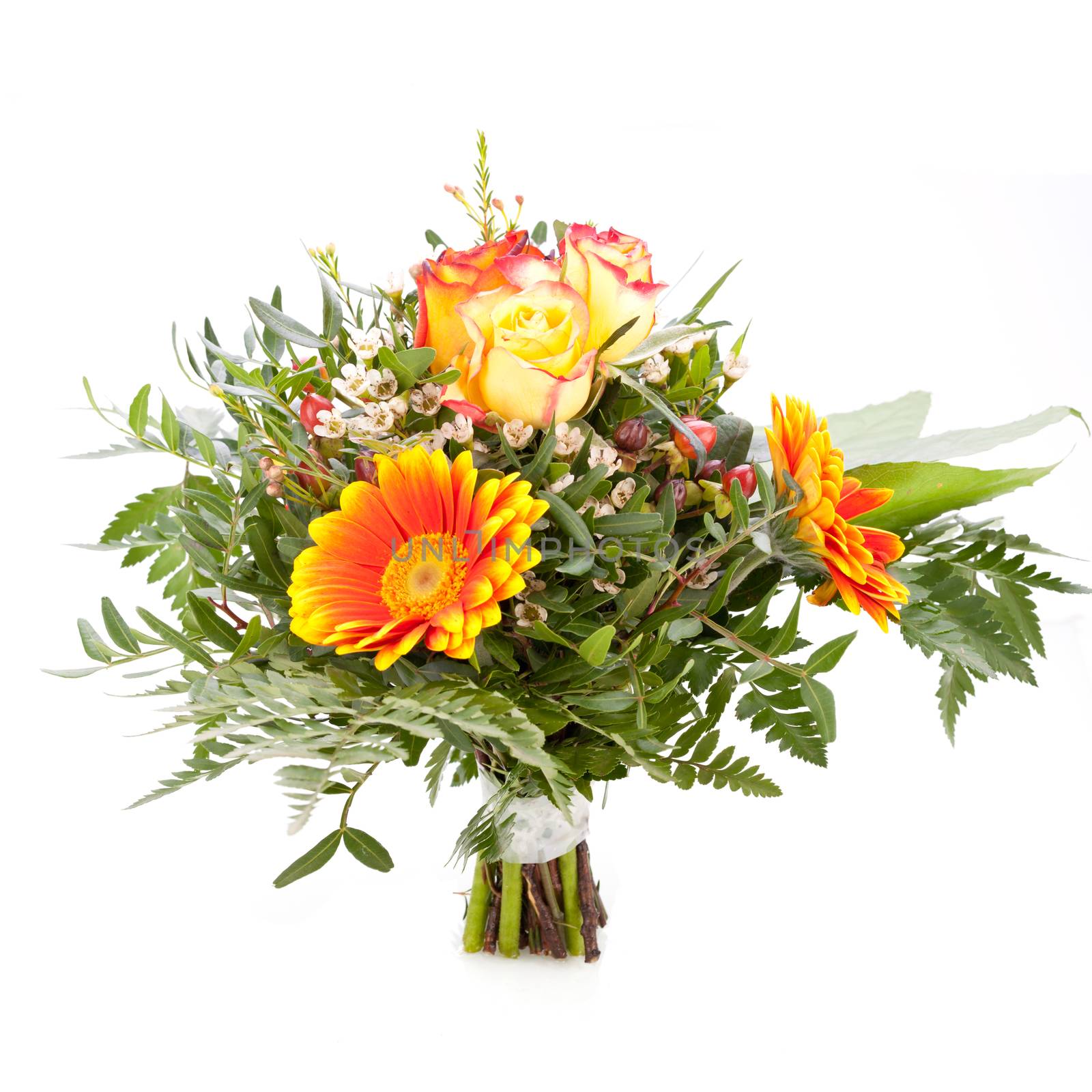 Beautiful vivid orange gerbera daisy in a bouquet with orange roses and foliage for celebrating a special occasion, close up view isolated on white with copyspace