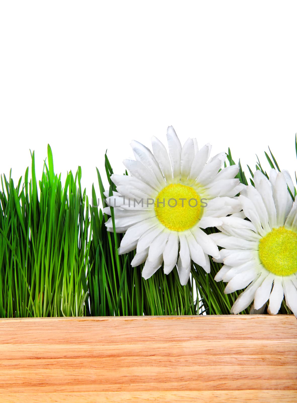 Flowers on the Grass on the White Background Closeup