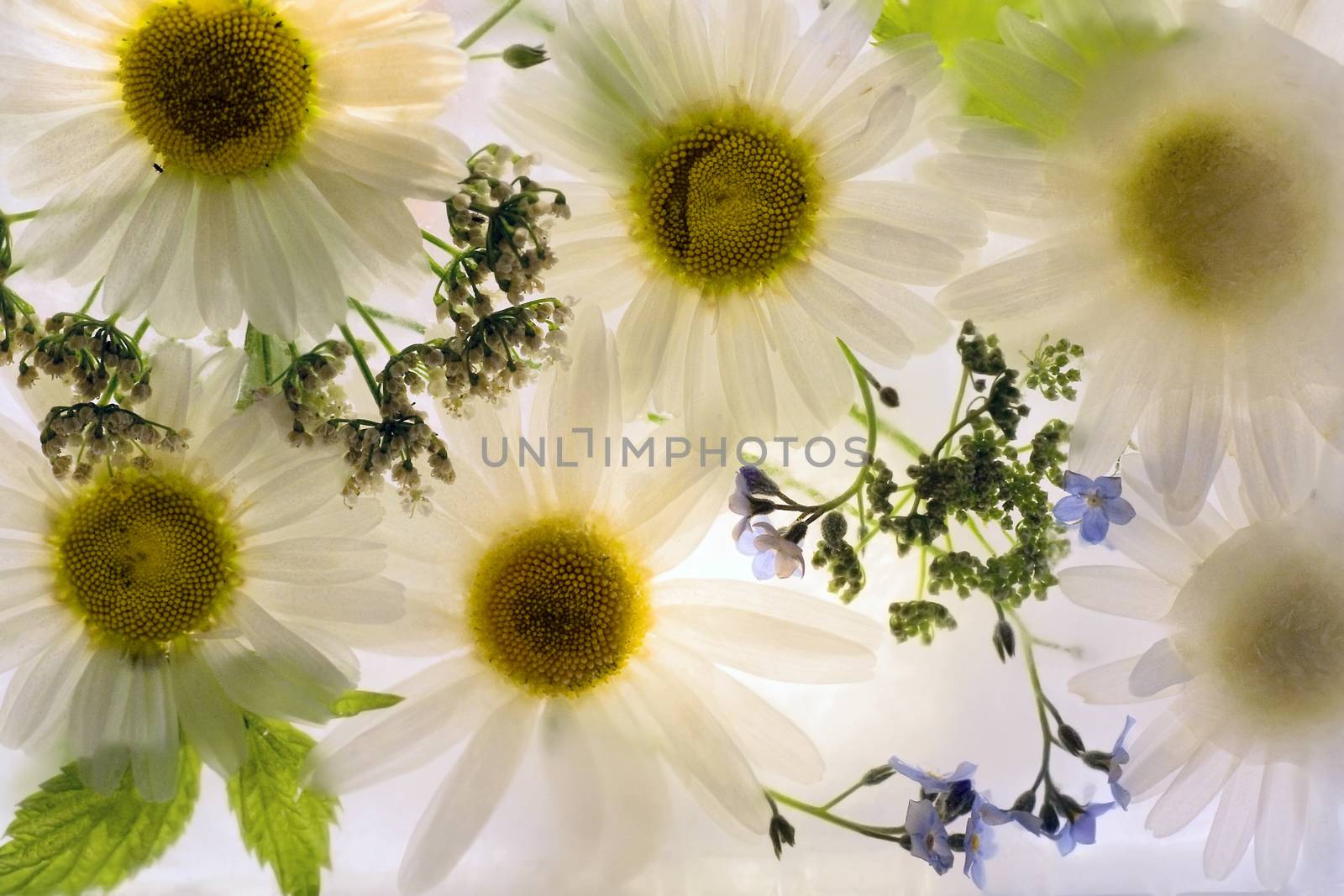 Flowers   of camomile frozen in ice, art winter background.