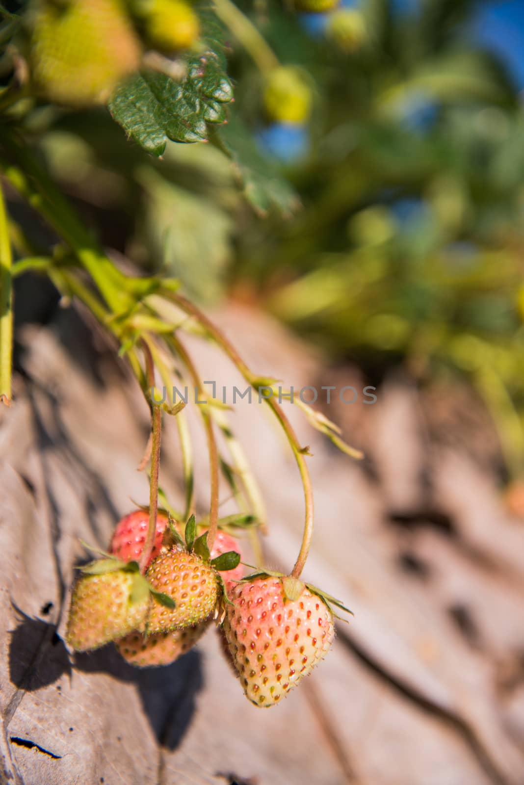 strawberry garden at doi angkhang mountain, chiangmai : thailand by jakgree