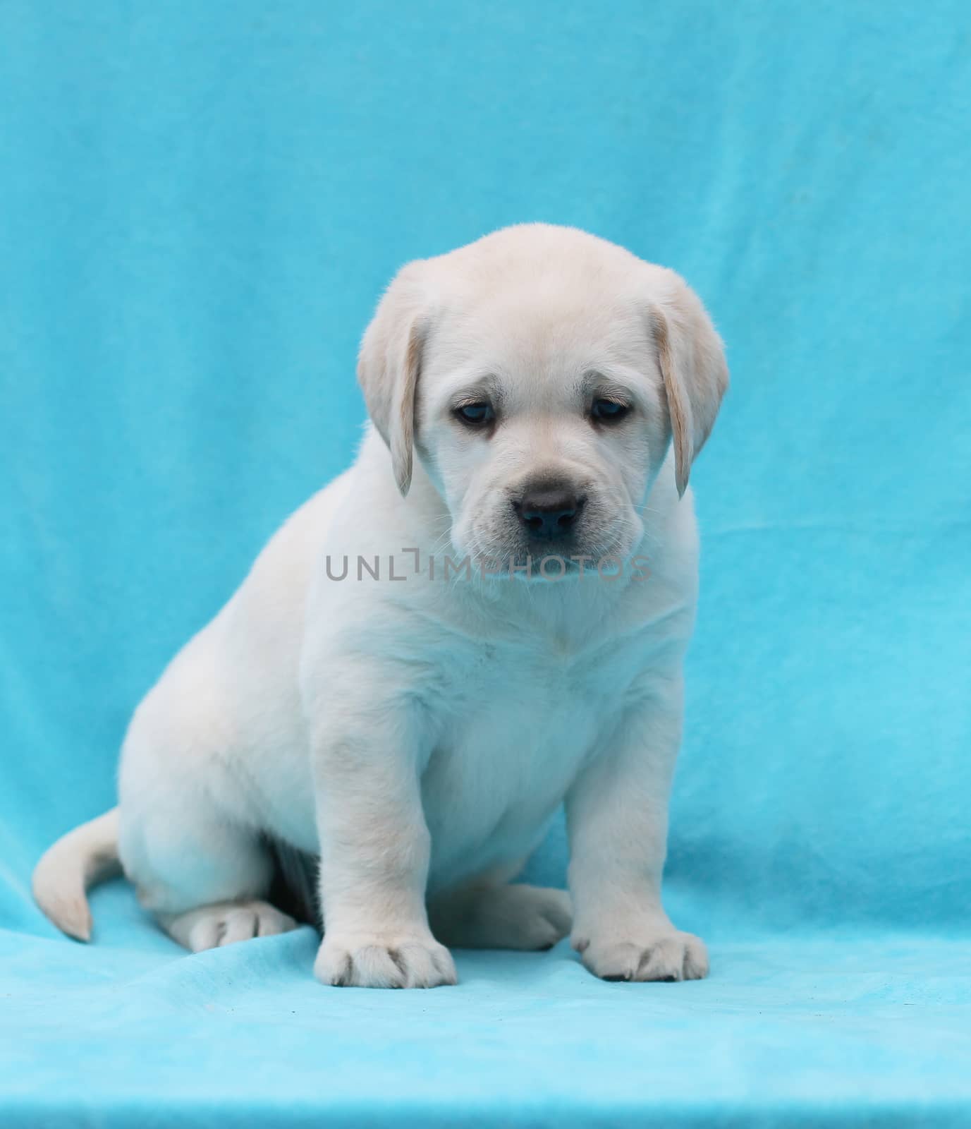 happy yellow labrador puppy laying on blue background