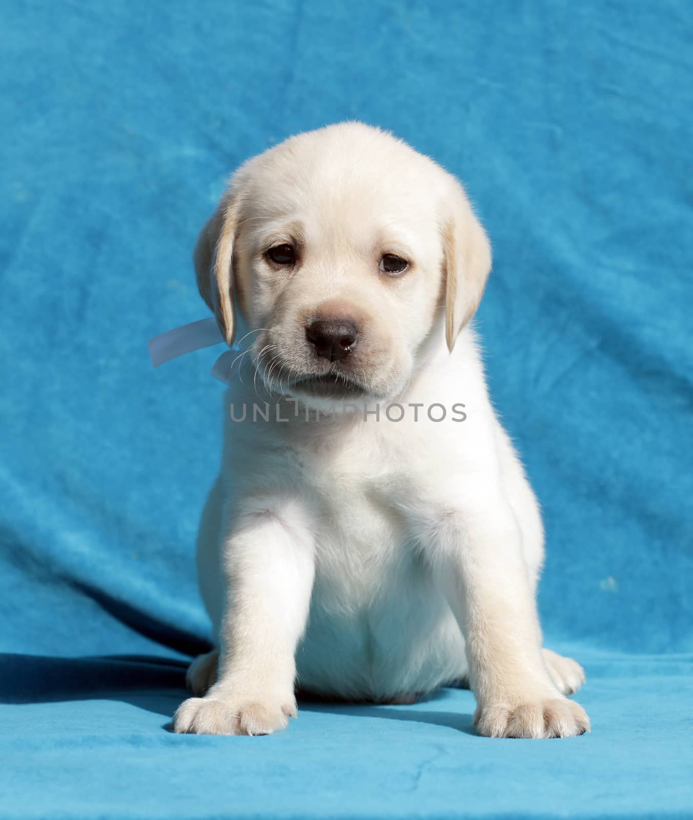yellow labrador puppy sitting on blue background