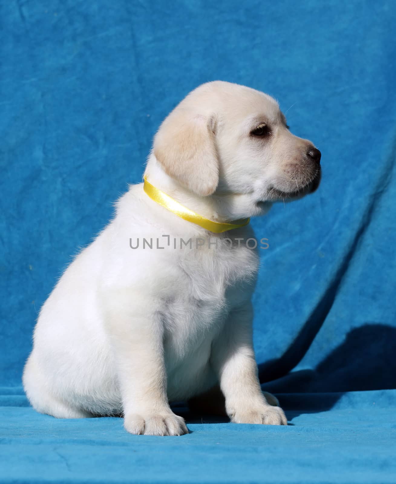 happy yellow labrador puppy sitting on blue background