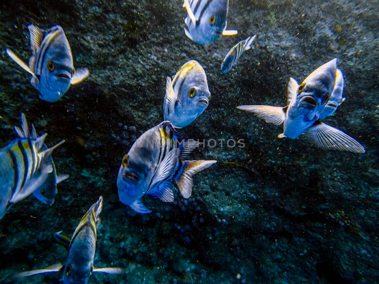 curious fish underwater