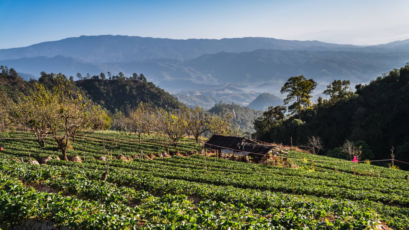 strawberry garden at Doi Ang Khang , Chiang Mai, Thailand.