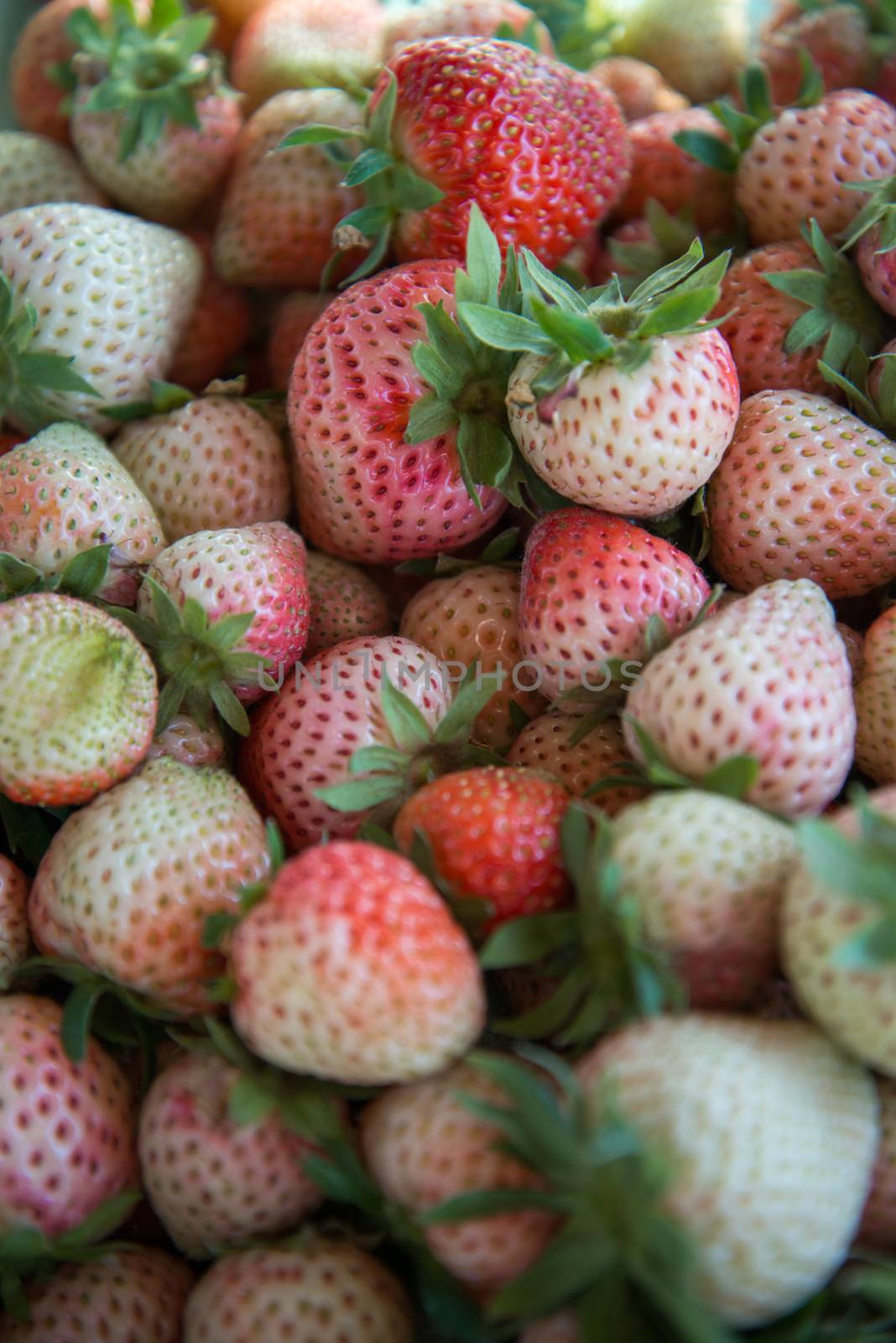 Fresh Strawberrys at Doi ang-Khang  by jakgree