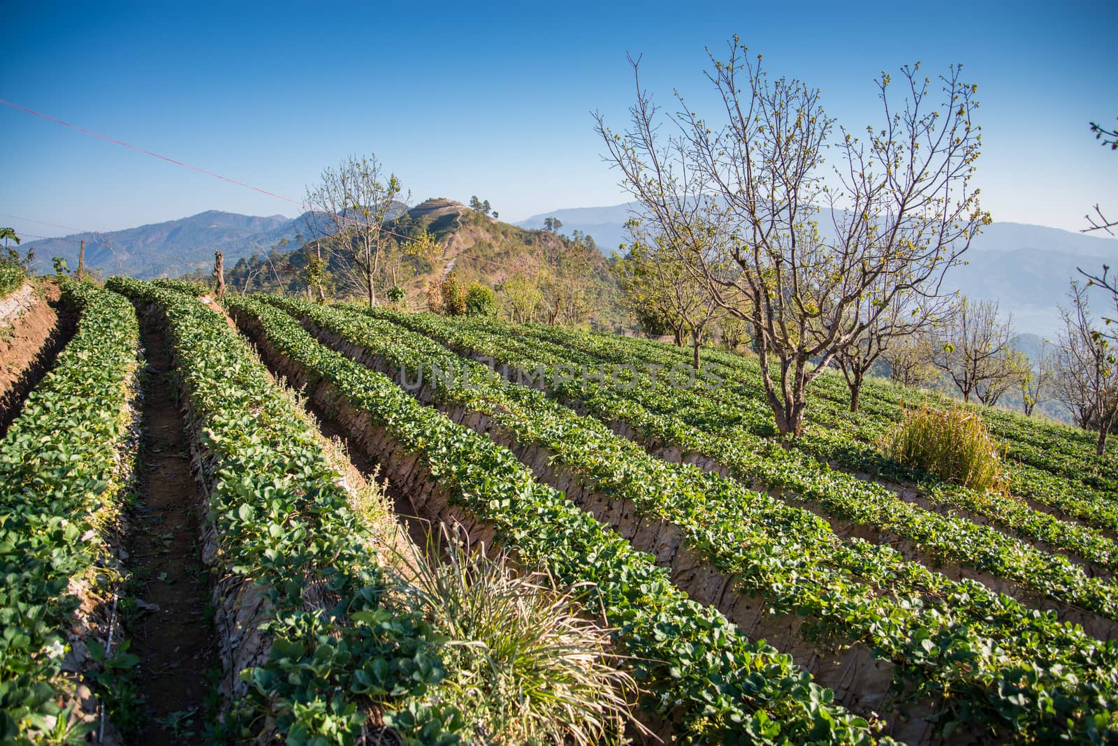 Strawberry garden at Doi Ang Khang , Chiang Mai, Thailand.