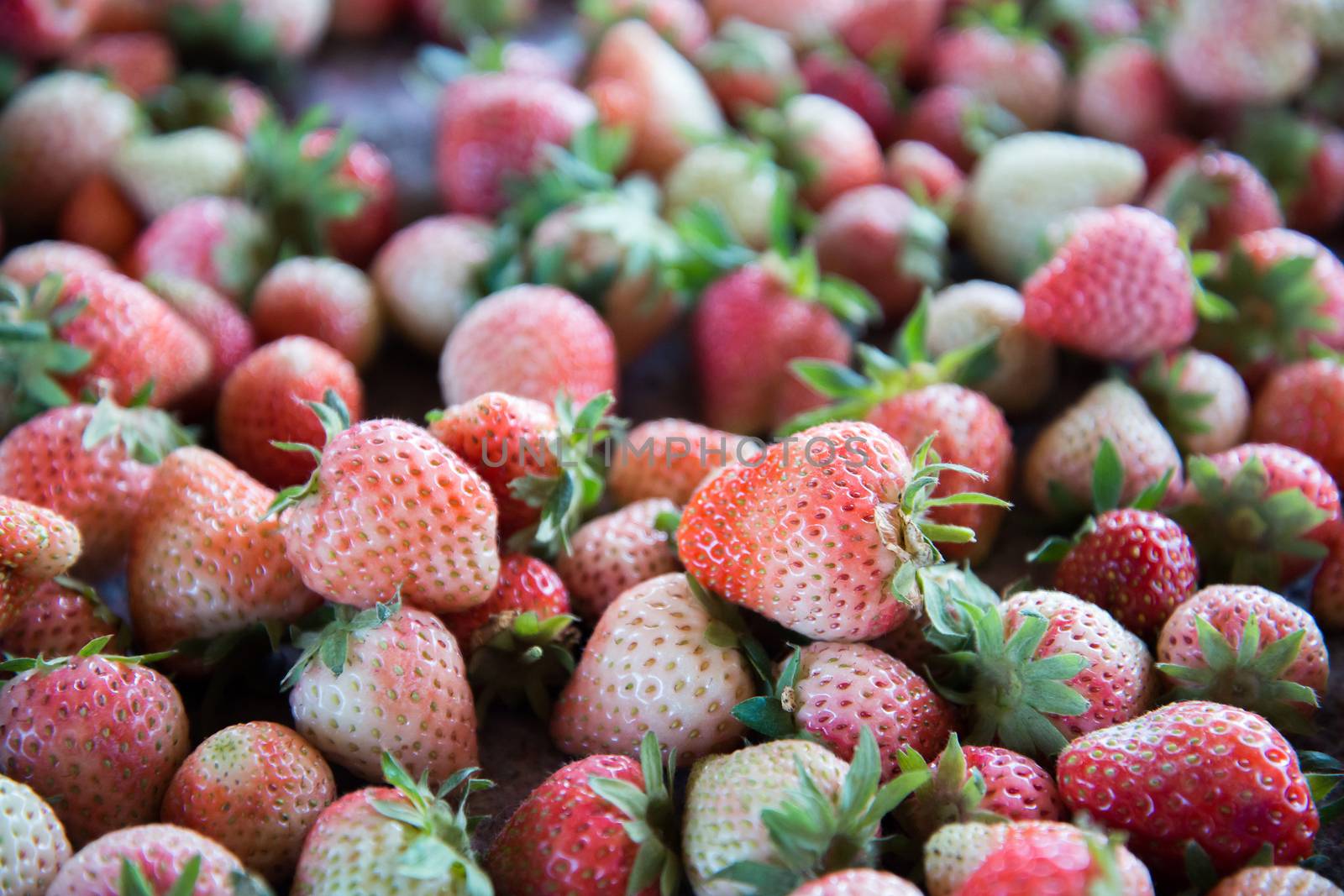 Fresh Strawberrys at Doi ang-Khang