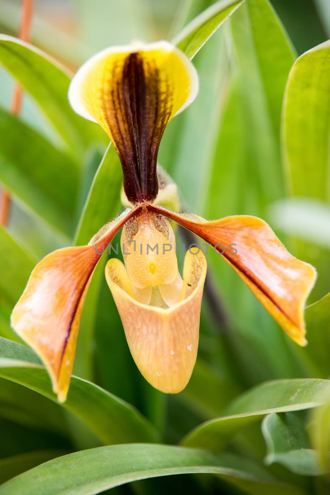 The Lady's Slipper orchid. Paphiopedilum.