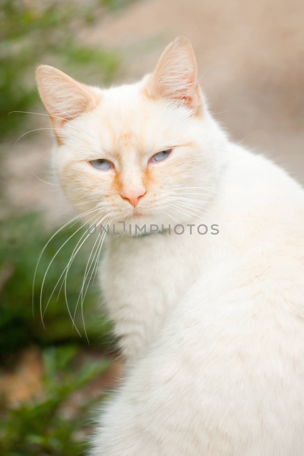 beautiful birman cat with mysterious blue eyes