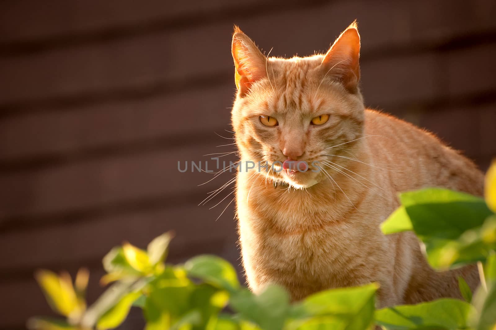 red tabby cat licking his lips after hunting