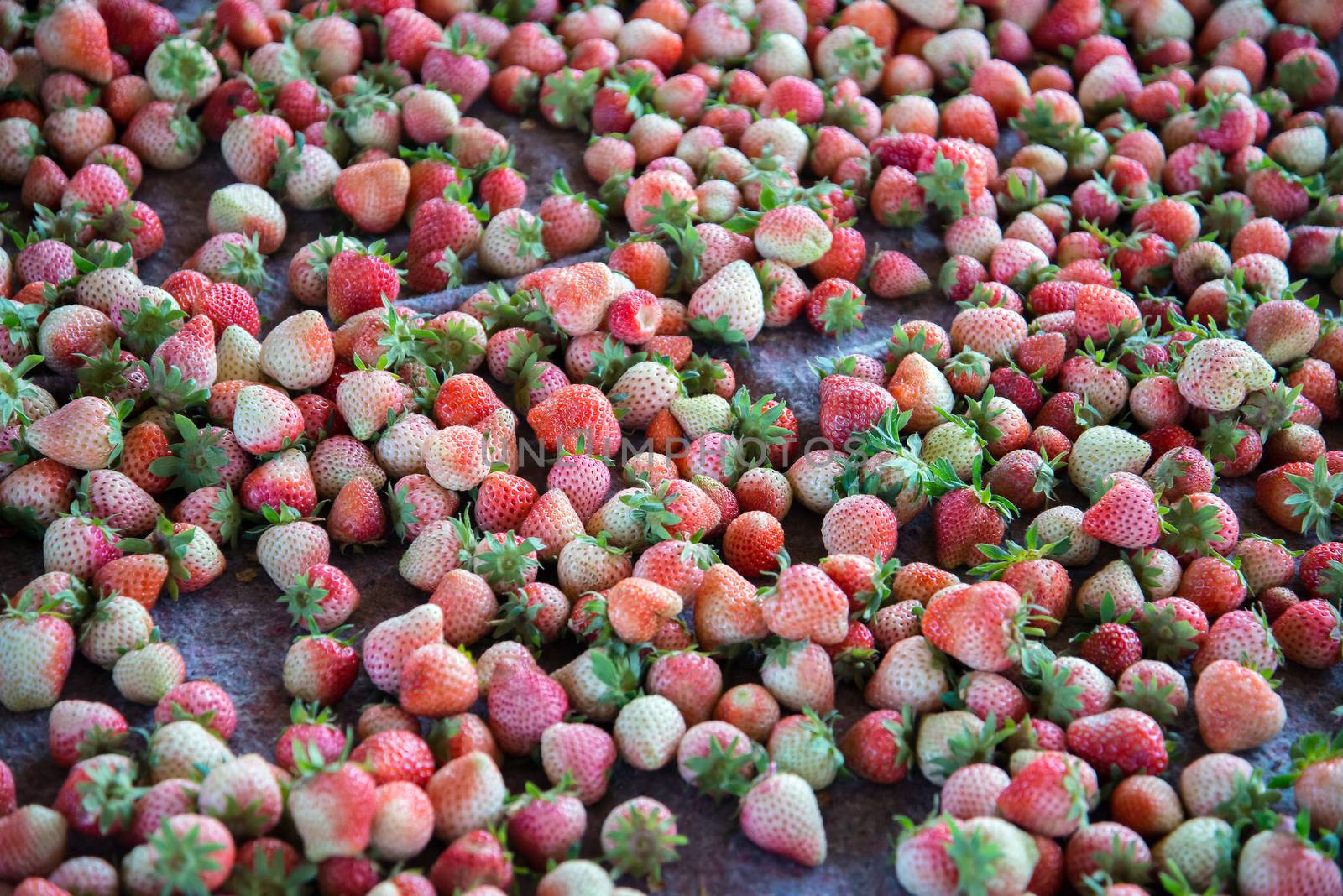 Fresh Strawberrys at Doi ang-Khang  by jakgree