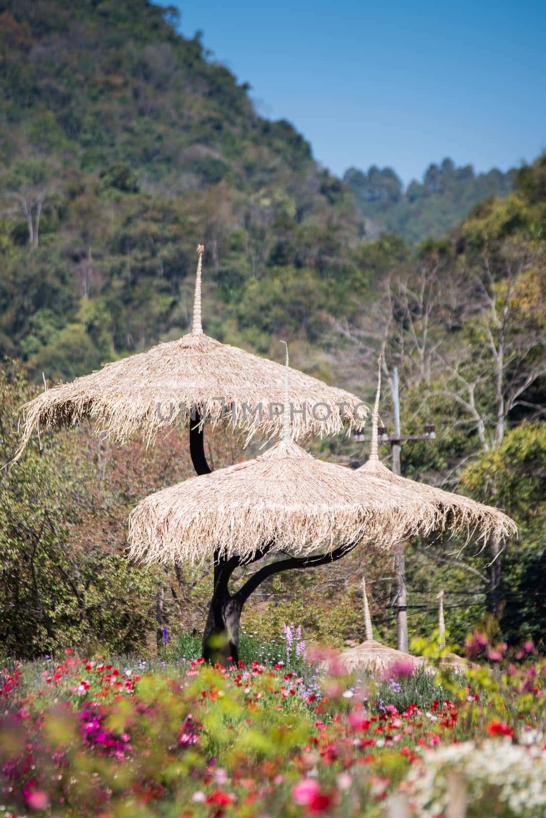 View of doi angkhang Mountain, Chiang Mai, Thailand by jakgree