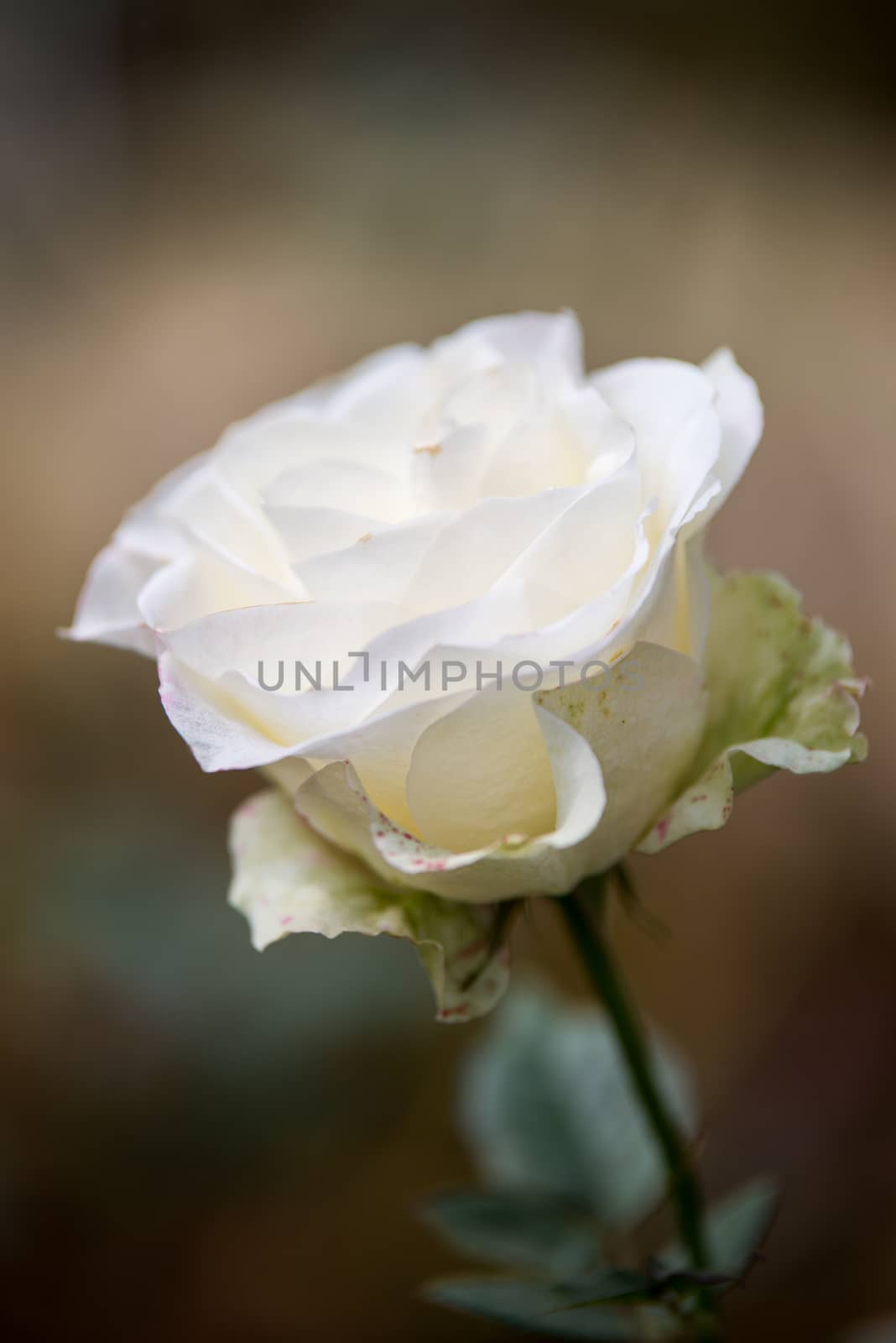 White rose flowers with buds in garden