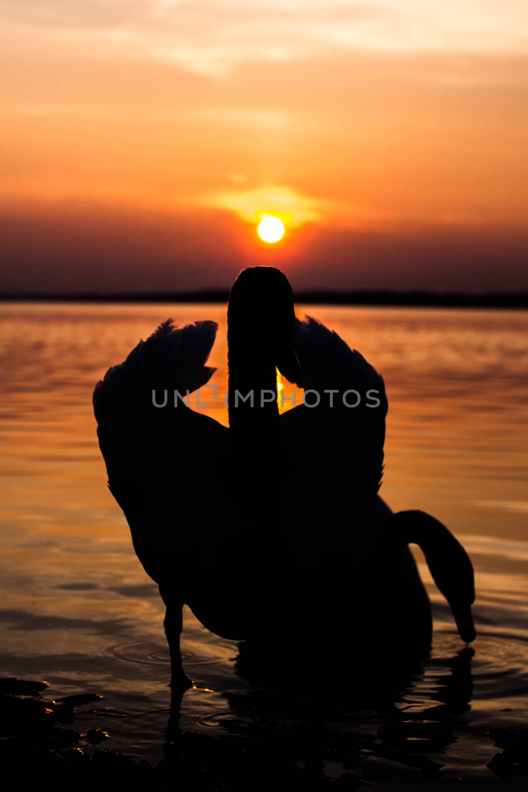 The pair of swans in a lake at sunset