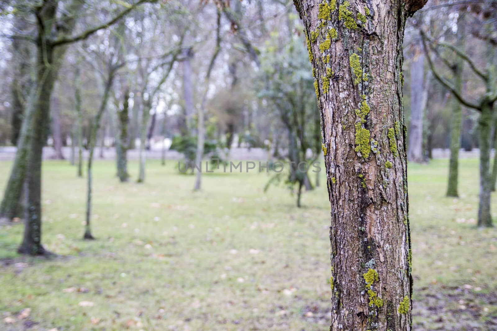 Gardens, Palace of Aranjuez, Madrid, Spain by FernandoCortes