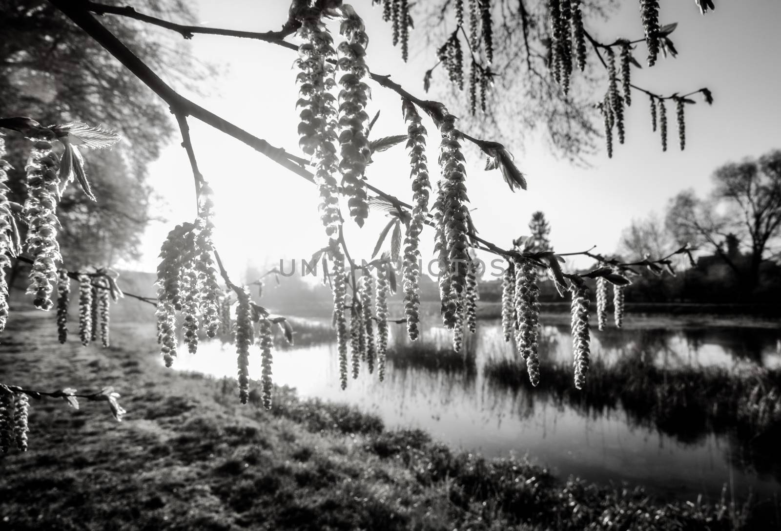 Early spring at the river in black and white