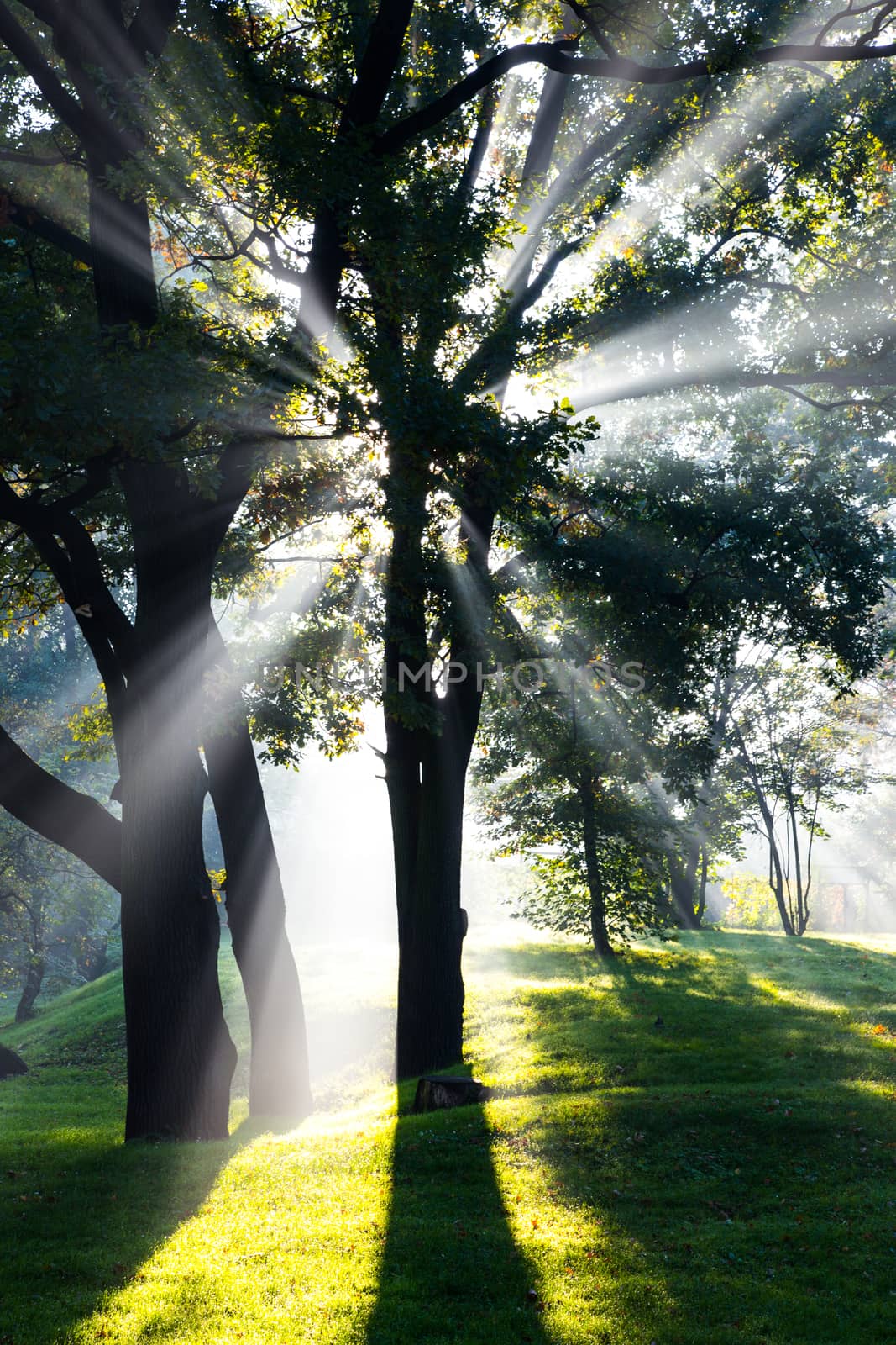 Early autumn in the park in sunlight